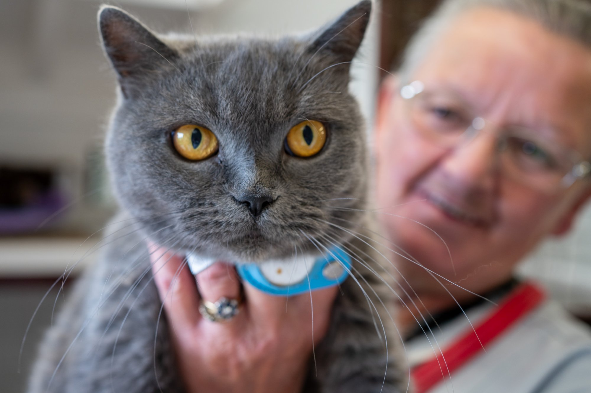 A cat with Bridget, a very caring woman who has worked at Snowlandia for years.