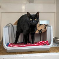 Cat in its sleeping area