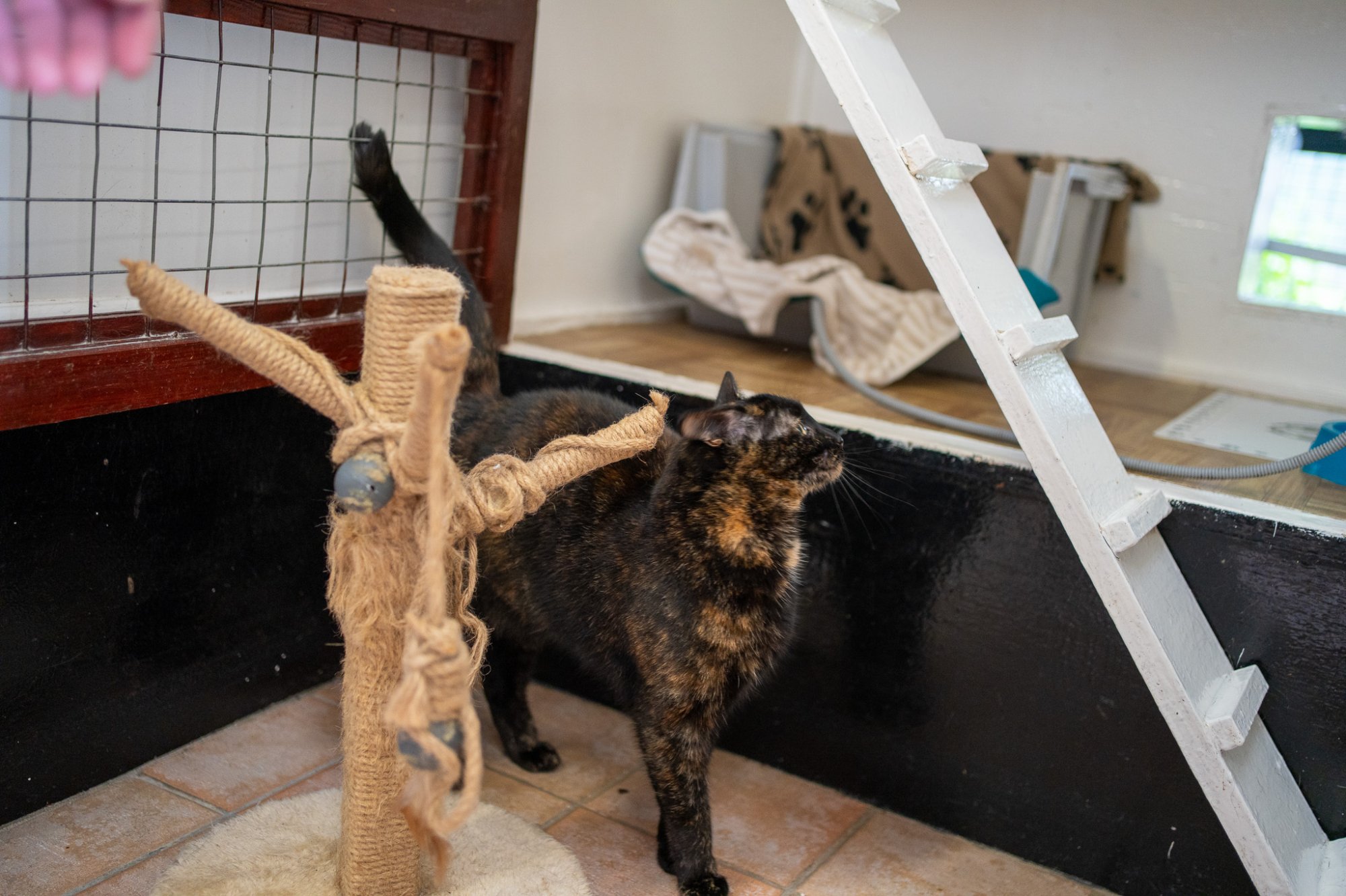 Cat in a personal enclosure