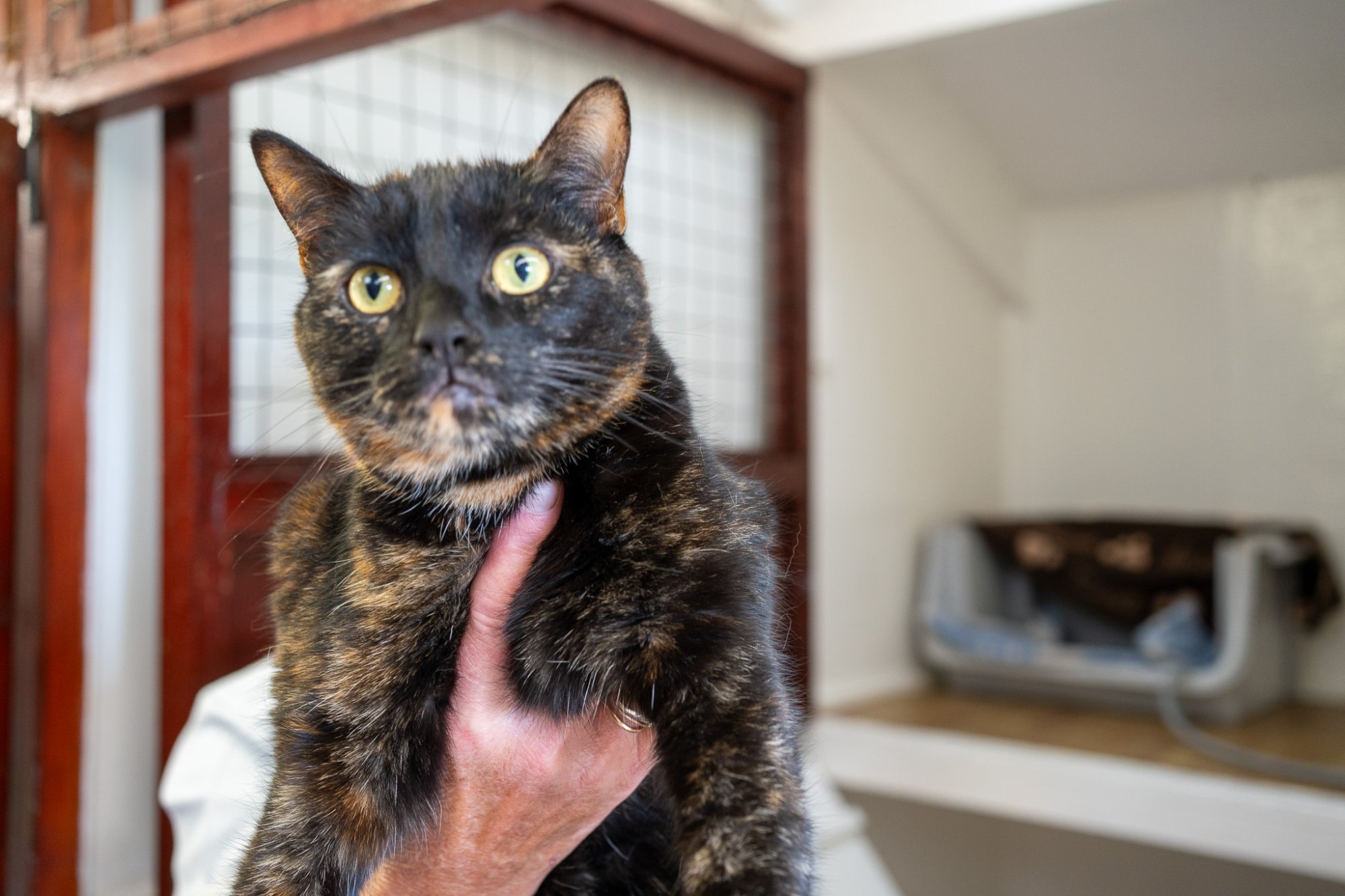 Cat being held by Bridget