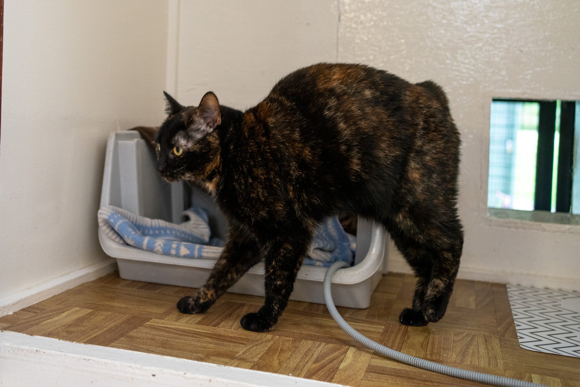 Cat with its own heated sleeping area