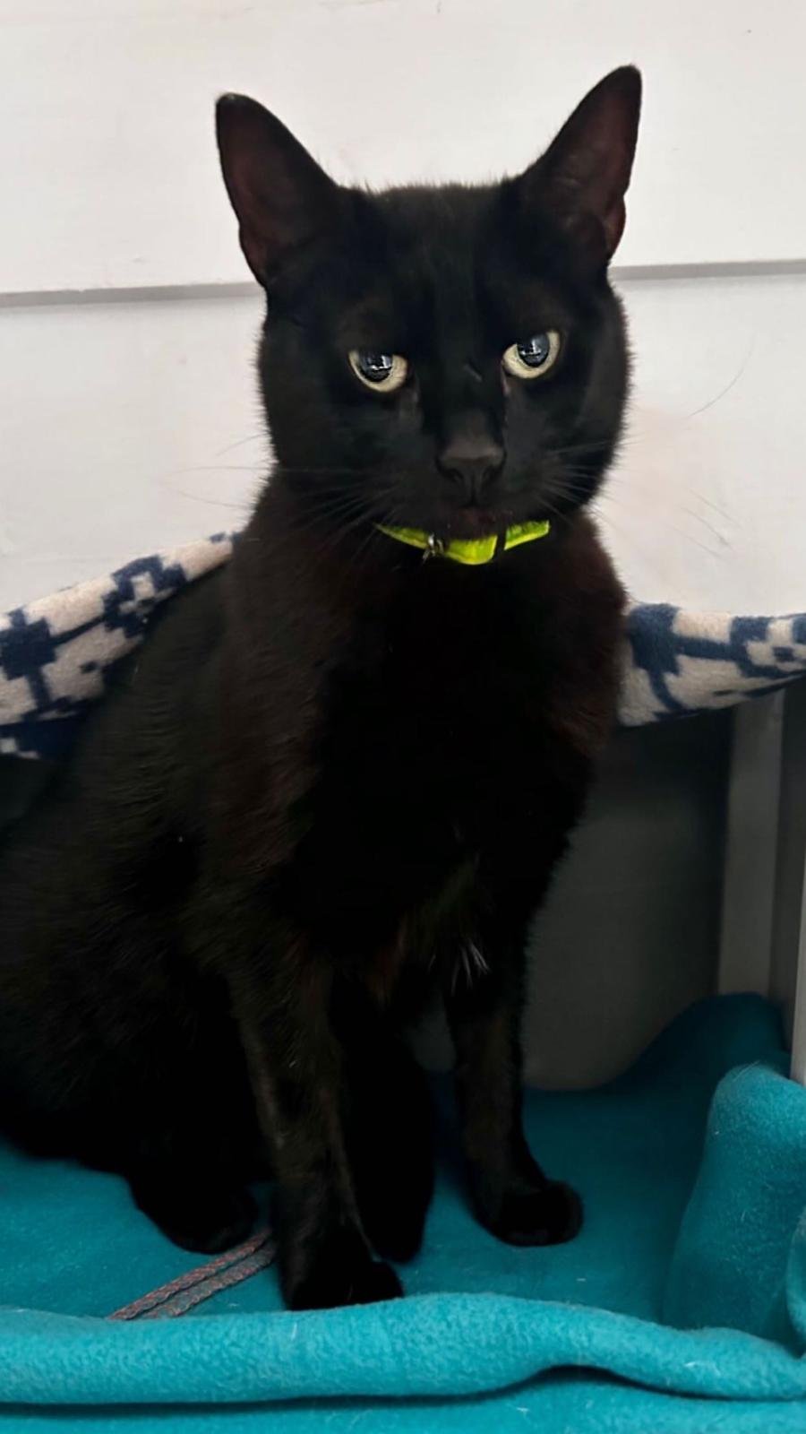A black cat