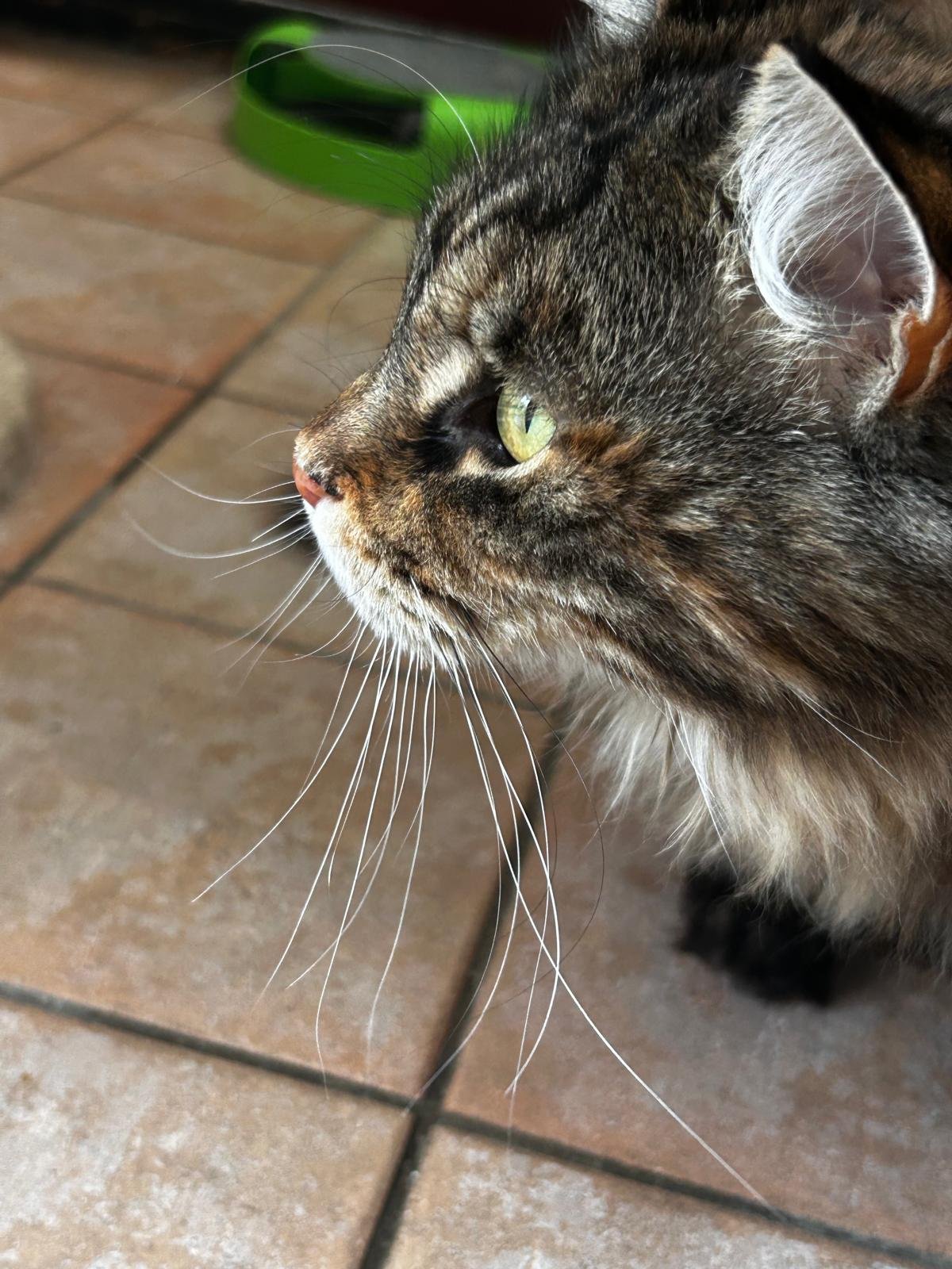 A cat on the prowl