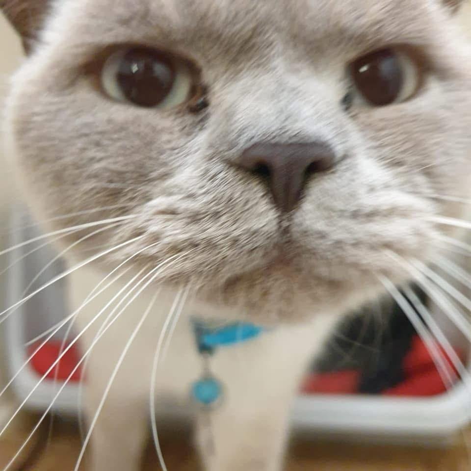A close up of a cat