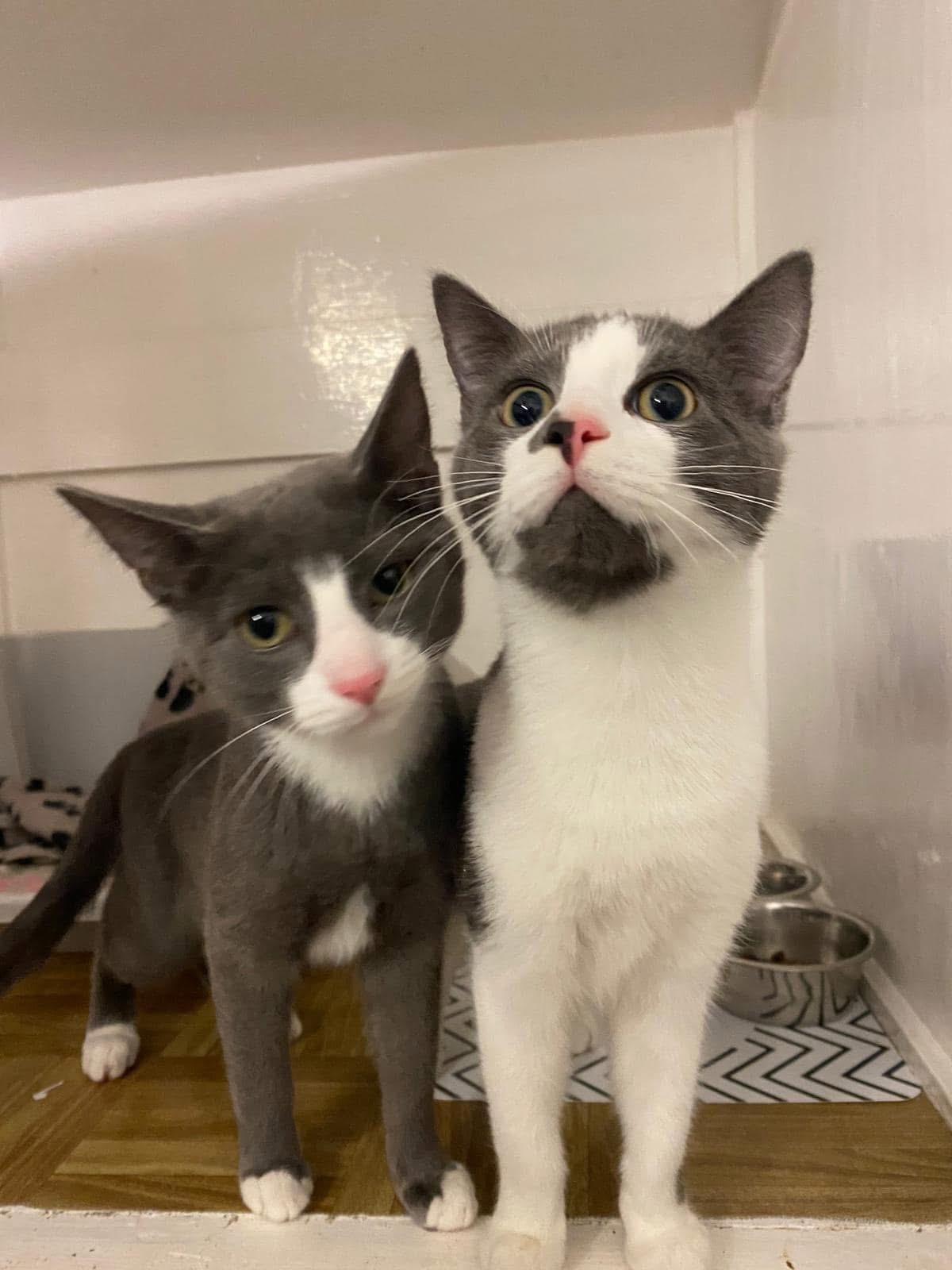 Two gorgeous kittens