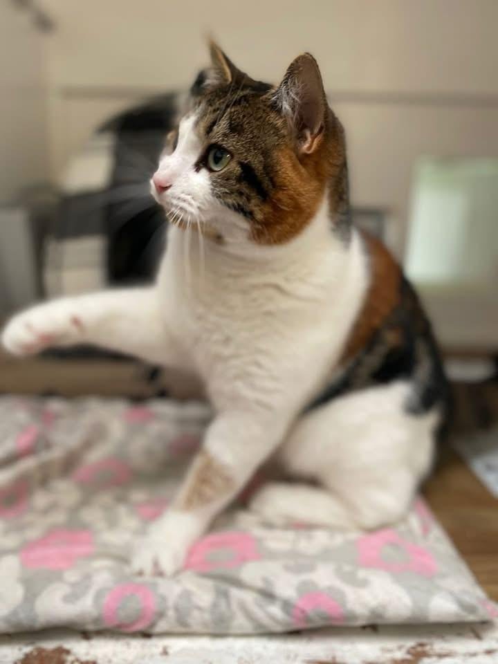 A playful cat