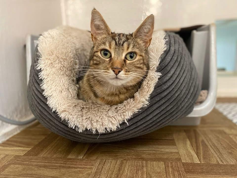 Super warm cat