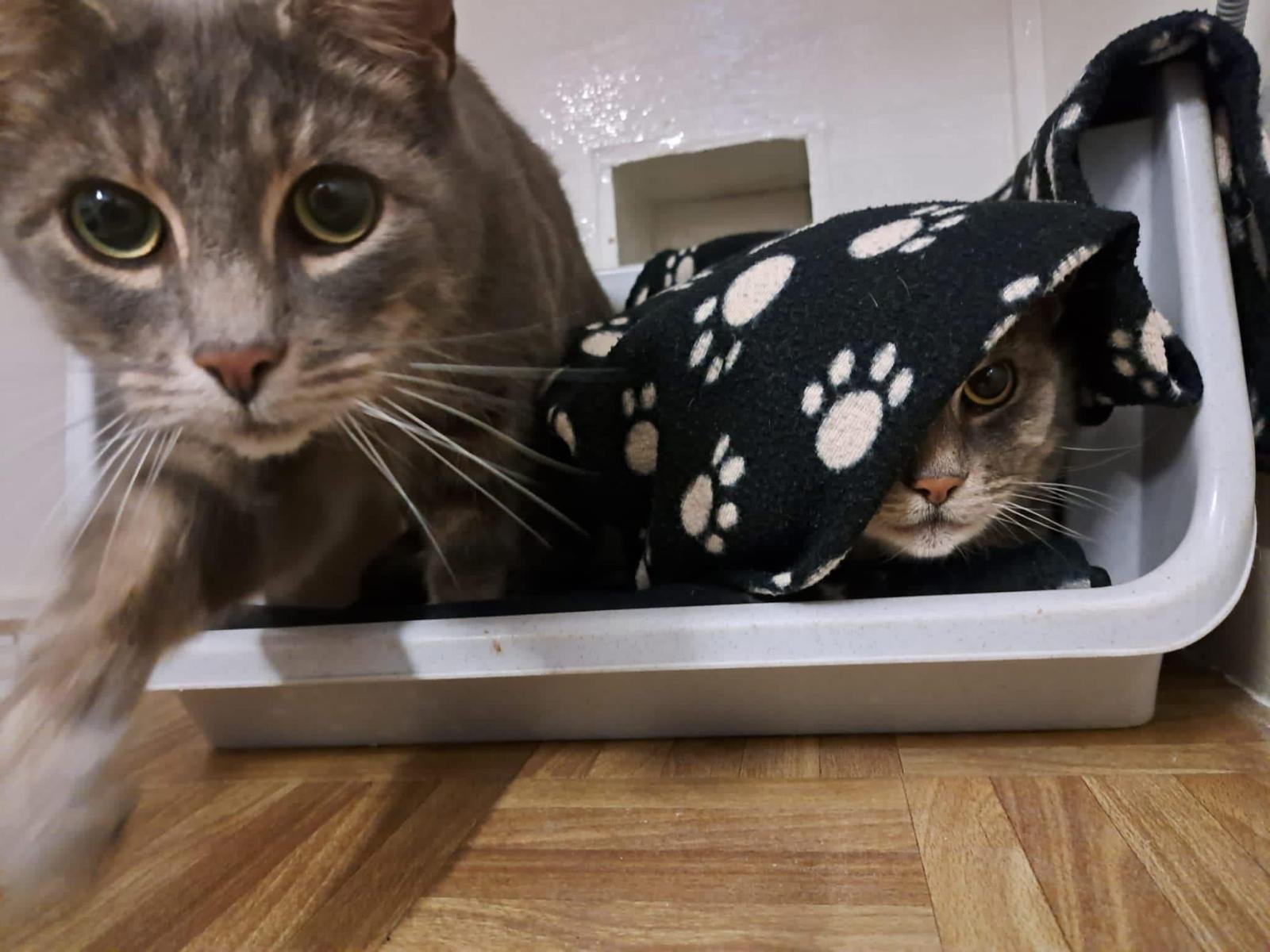 A pair of cats