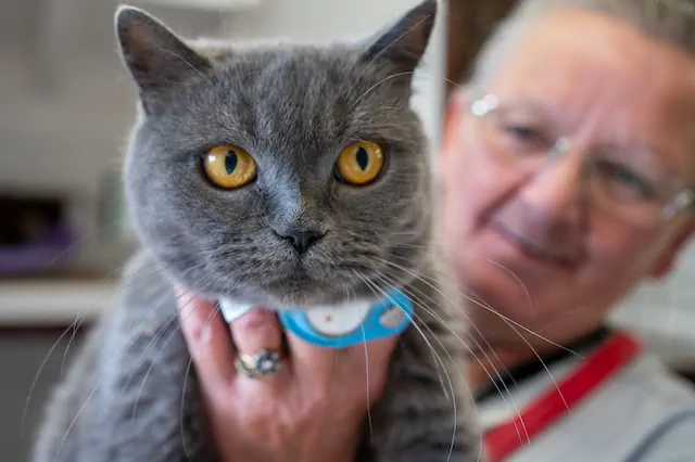 Caring staff make for happy cats at Snowlandia Cattery York
