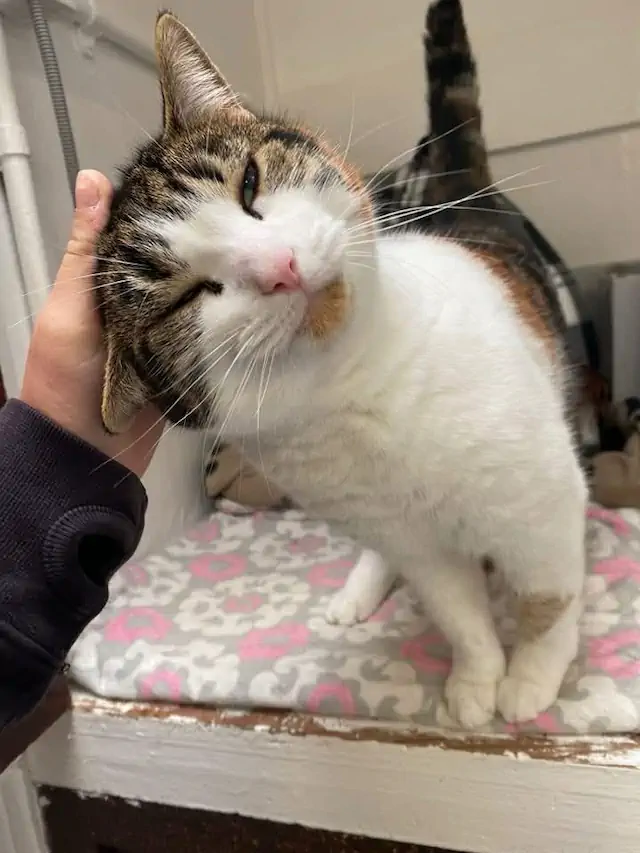 Snowlandia York -Cat strokes