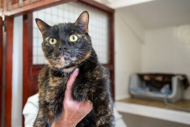 A guest of our cat boarding York services