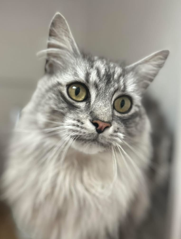 Snowlandia York - Is is feeding time